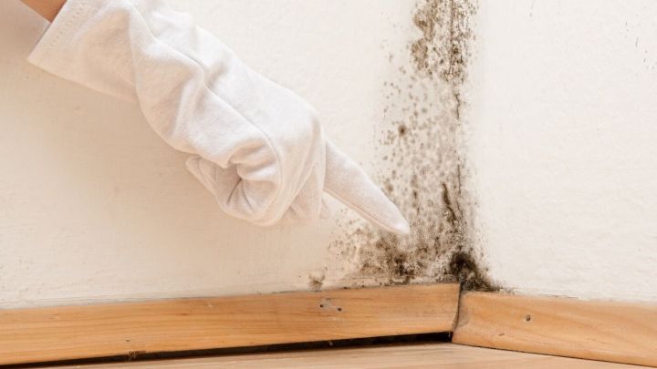 Eine Hand mit einem wei&szlig;en Handschuh zeigt auf Schimmel in der Ecke eines Raumes, der auf der Wand sichtbar ist.