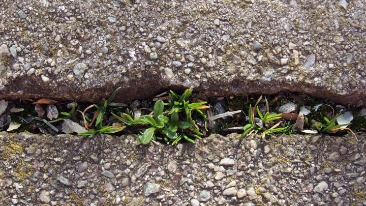 Gr&uuml;nliches Unkraut w&auml;chst aus einem Riss im grauen Asphalt, umgeben von einer harten, steinigen Oberfl&auml;che.