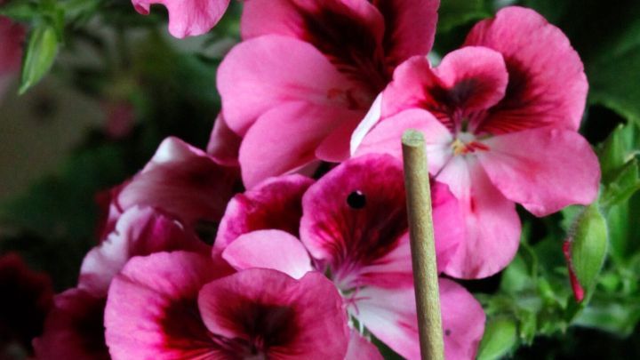 Ein Schaschlikspie&szlig; steht neben einer bunten Bl&uuml;tenpracht in einem Blumentopf, umgeben von gr&uuml;nen Bl&auml;ttern.