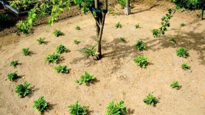 Anpflanzungen von Kartoffeln sind gleichm&auml;&szlig;ig in einem runden Feld verteilt, umgeben von Erde und B&auml;umen.