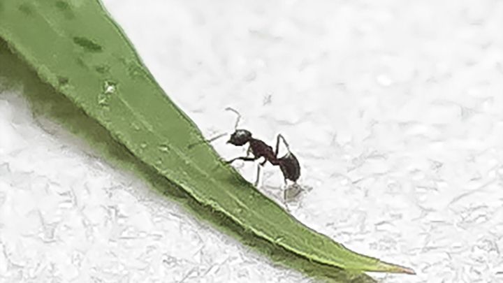 Eine Ameise erkundet ein gr&uuml;nes Blatt auf einer wei&szlig;en Unterlage in einem potenziellen Wohnbereich.