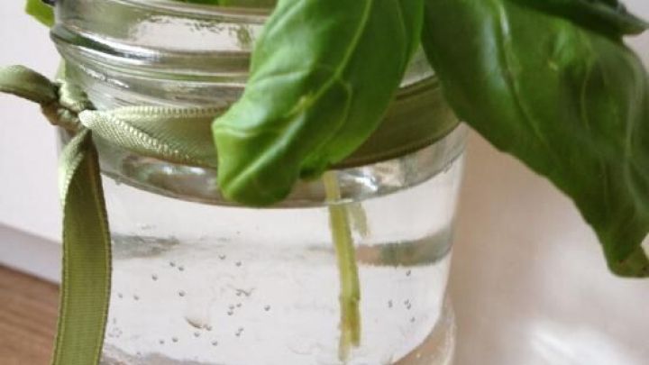 Ein Basilikum-Steckling steht in einem Glas Wasser, w&auml;hrend die Bl&auml;tter gr&uuml;n leuchtend &uuml;ber den Rand wachsen.