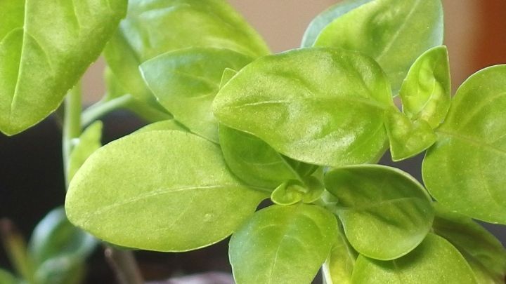 Frische Basilikumbl&auml;tter wachsen lebendig und gl&auml;nzend in einem Topf, umgeben von weichem Licht in einer K&uuml;chenumgebung.