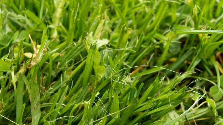 Gr&uuml;ne Grasfl&auml;chen mit kleinen Erdflecken, die f&uuml;r Hosenflecken sorgen k&ouml;nnen, befinden sich in einem offenen, nat&uuml;rlichen Umfeld.