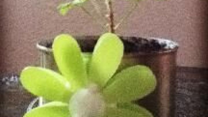 Eine gr&uuml;ne Plastikblume dekoriert einen Topf mit einer kleinen Pflanze, die auf einem Tisch steht.