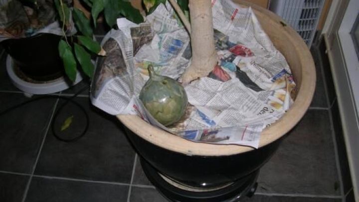 Eine gr&uuml;ne Frucht liegt auf Zeitungspapier in einem Topf, umgeben von einer Pflanze und einem gefliesten Boden.