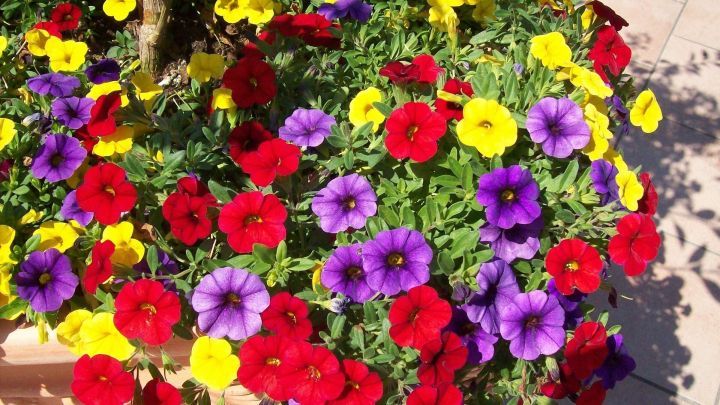 Bunte Petunien in Rot, Gelb und Violett bl&uuml;hen &uuml;ppig in einem Topf und schaffen eine lebendige Gartenatmosph&auml;re.