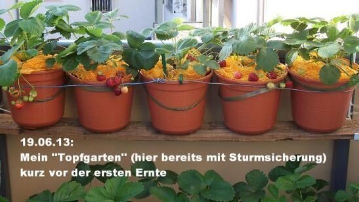 Tont&ouml;pfe mit Erdbeerpflanzen sind mit Kartoffelnetzen gesch&uuml;tzt, um Schimmel im Garten zu verhindern.