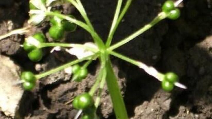 B&auml;rlauchsamen auf Stielen reifen auf dunkler Erde im Garten.