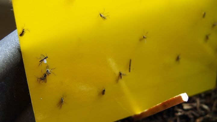 Auf einer gelben Klebefalle sitzen zahlreiche Trauerm&uuml;cken, die von ihr angezogen werden, in einem Garten oder Zimmerpflanzenbereich.