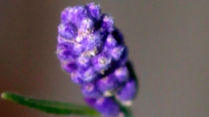 Eine Lavendelbl&uuml;te steht aufrecht, w&auml;hrend sie sanft im Licht schimmert, umgeben von einem unscharfen Hintergrund.