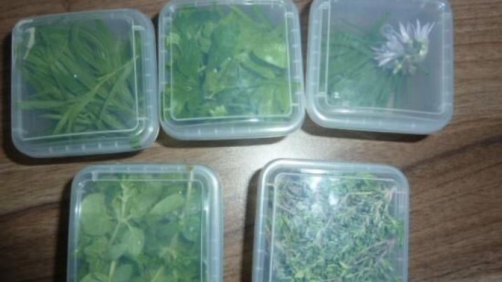 Sechs durchsichtige Beh&auml;lter enthalten verschiedene Kr&auml;uter und Pflanzen, die f&uuml;r einen Eisbecher zweckentfremdet werden.