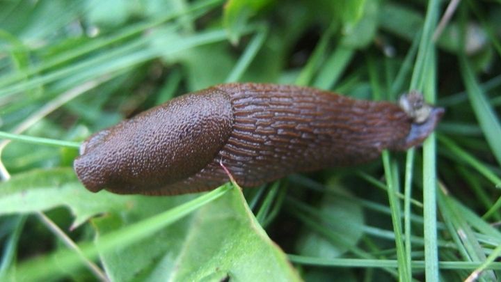 Eine braune Schnecke kriecht &uuml;ber gr&uuml;nes Gras, umgeben von Pflanzen, w&auml;hrend sie nach Nahrung sucht.