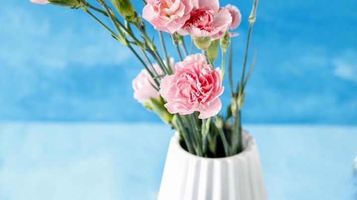 Nelken in einer wei&szlig;en Vase bl&uuml;hen auf einem blauen Tisch vor hellem Hintergrund.