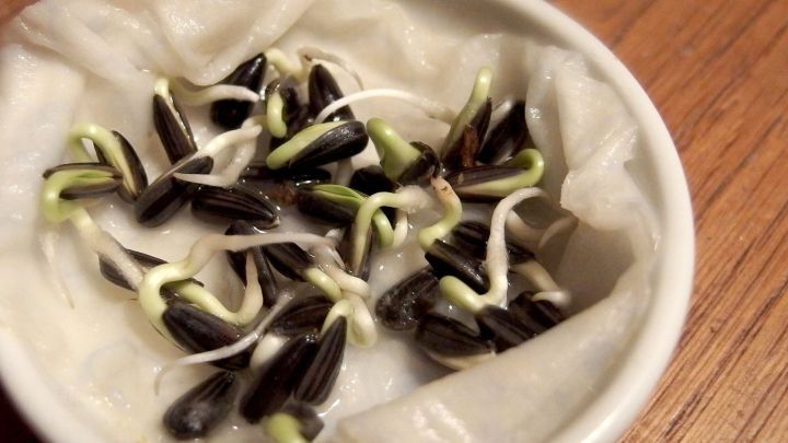 Keimende Sonnenblumenkerne liegen auf einem feuchten Papiertuch in einer Schale und zeigen ihre ersten Sprossen.