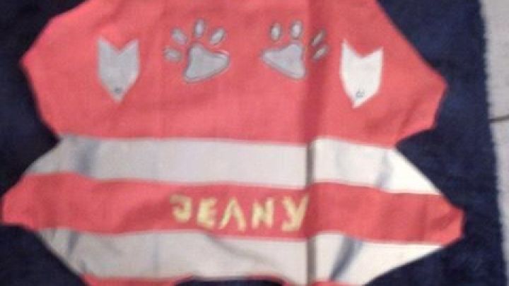 Eine orange Hundewarnweste zeigt Pfotenmuster und zwei Reflektorstreifen; der Name "JEANY" ist darauf geschrieben.