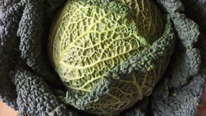 Ein frischer, gr&uuml;ner Kohl liegt in der Mitte, umgeben von grob gewellten Bl&auml;ttern, ideal f&uuml;r die sp&auml;tere Verarbeitung.