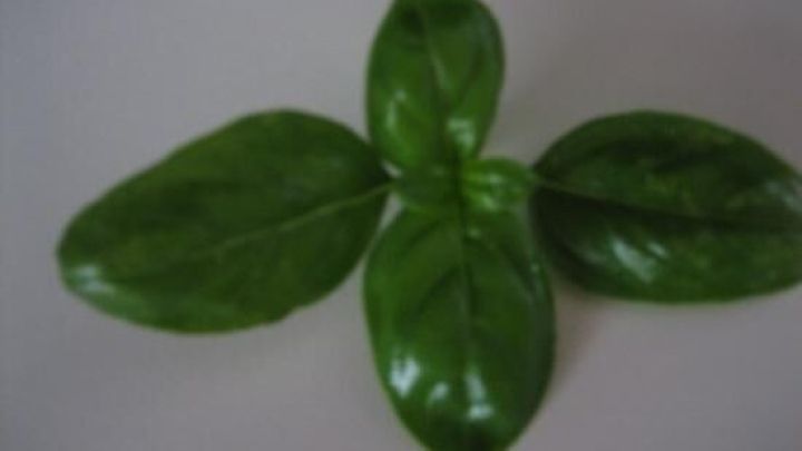 Frische Basilikumbl&auml;tter liegen auf einer glatten Oberfl&auml;che und zeigen eine gesunde, &uuml;ppige gr&uuml;ne Farbe.