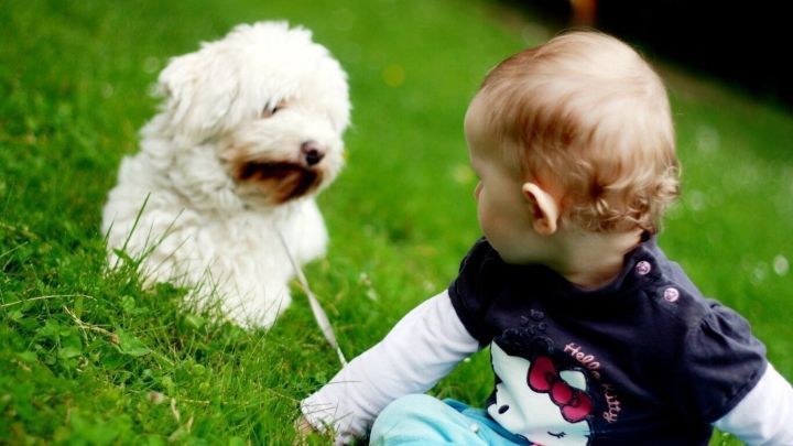 Ein kleiner Hund sitzt auf gr&uuml;nem Gras und blickt einen Krabbelnden in einem T-Shirt an, w&auml;hrend sie spielen.