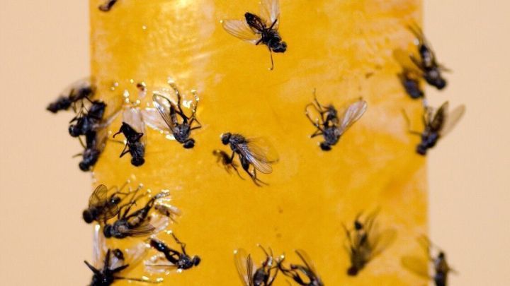 Fliegen kleben auf einem gelben, klebrigen Fliegenf&auml;ngerband in einem hellen Raum.