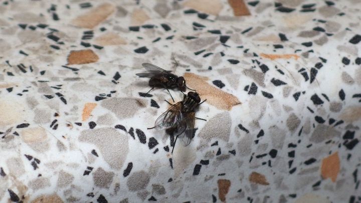 Zwei Fliegen sitzen auf einer grauen, strukturierten Oberfl&auml;che und scheinen sich zu bewegen. Fliegenfalle f&uuml;r Fruchtfliegen.