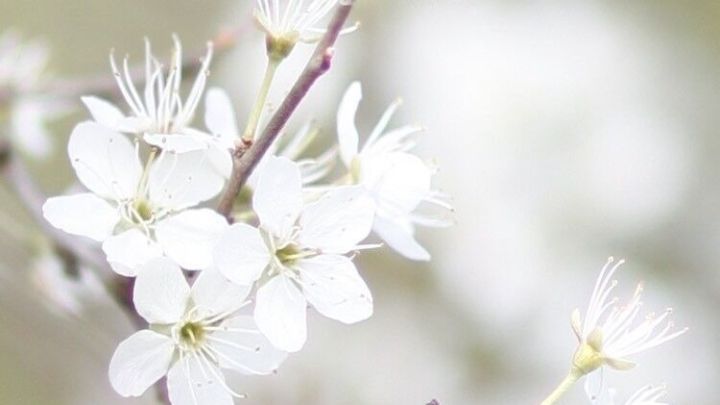 Wei&szlig;e Kirschbl&uuml;ten wachsen an einem Zweig, w&auml;hrend die fr&uuml;hlingshafte Umgebung sanft verschwommen bleibt.