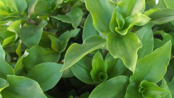 Saftige gr&uuml;ne Bl&auml;tter einer Zimmerpflanze zeigen einen klaren Raum, in dem Trauerm&uuml;cken eindringen k&ouml;nnten.