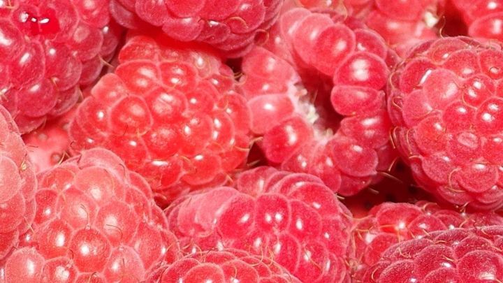 Frische Himbeeren liegen dicht beieinander und warten darauf, eingefroren zu werden, um keine So&szlig;e zu bilden.