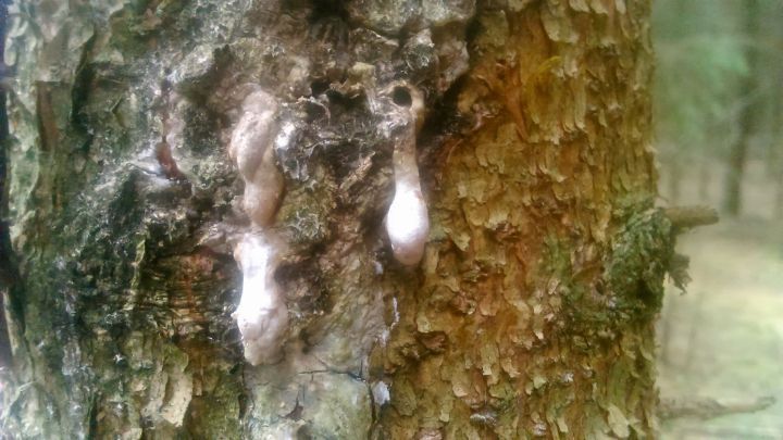Klebriges, harzartiges Material tropft von einer Baumrinde in einem Wald, was auf eine m&ouml;gliche Harzquelle hinweist.