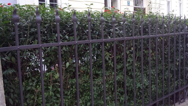 Ein dichter, gr&uuml;ner Busch wird von einem schmiedeeisernen Zaun umgeben, der die Hecke vor ungewolltem Schnitt sch&uuml;tzt.