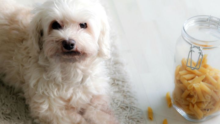Ein kleiner, flauschiger Hund liegt auf einem Teppich neben einem Glas mit Hundeleckerli. Er schaut erwartungsvoll.