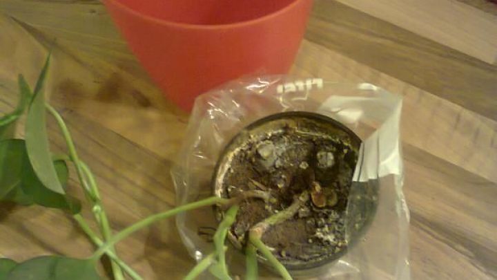 Eine Pflanze wird aus einem alten Topf herausgenommen und in einen nicht wasserdichten &Uuml;bert&ouml;pfe umgepflanzt, w&auml;hrend eine rote Sch&uuml;ssel im Hintergrund steht.