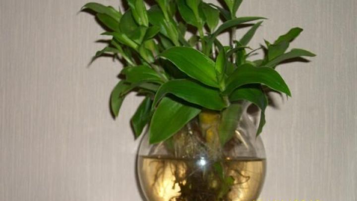 Eine pflegeleichte Wasserpflanze w&auml;chst in einer runden Glasvase, die mit klarem Wasser gef&uuml;llt ist.