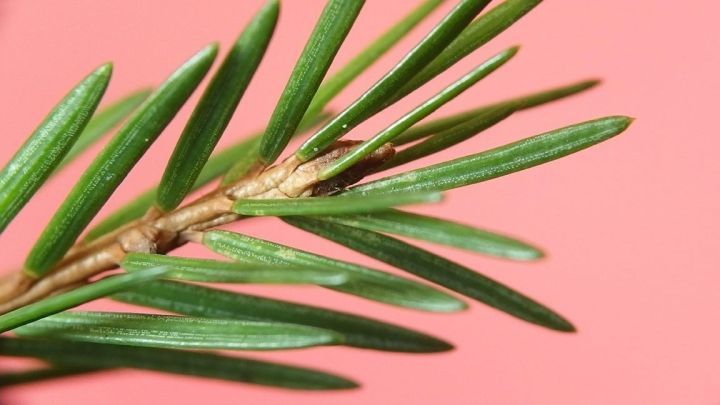 Ein immergr&uuml;ner Zweig mit spitzen Nadeln liegt vor einem rosa Hintergrund und verstr&ouml;mt weihnachtlichen Tannenduft im Zimmer.