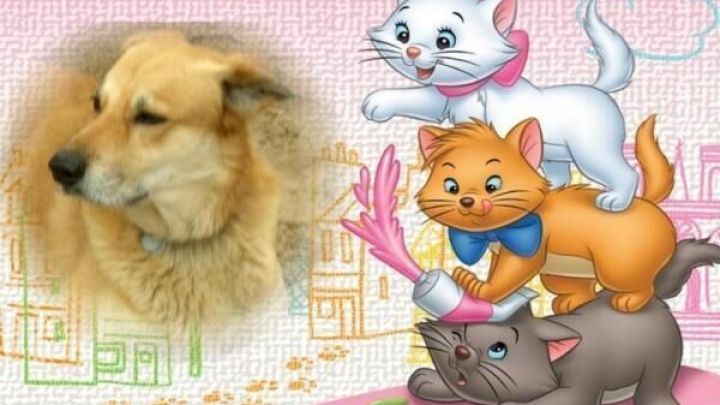 Eine niedliche Illustration zeigt einen Hund, umgeben von spielenden cartoonhaften Katzen auf einem bunten Hintergrund.