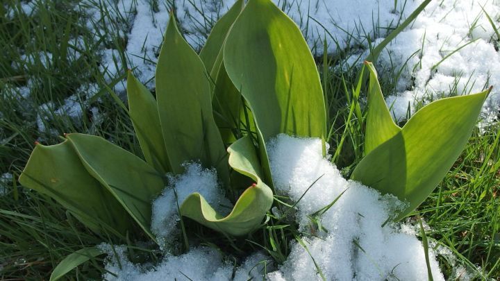 Gr&uuml;ne Pflanzen wachsen im Schnee, w&auml;hrend der Winter frostige Bedingungen schafft und sie sch&uuml;tzen muss.