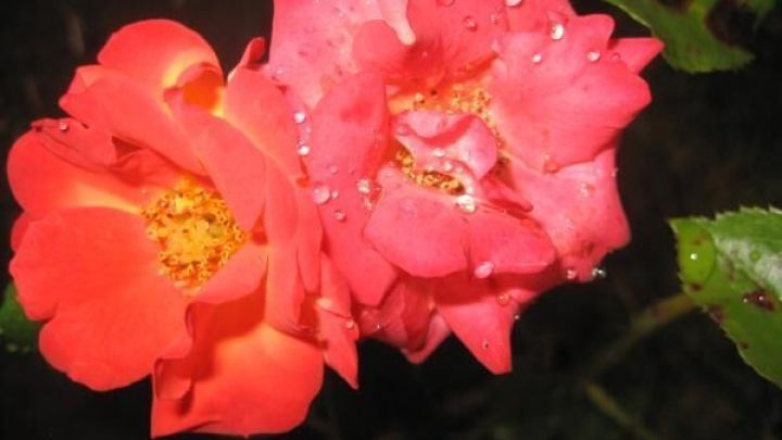 Zwei rosafarbene Rosen mit Wassertropfen bl&uuml;hen im Garten, umgeben von gr&uuml;nen Bl&auml;ttern im dunklen Hintergrund.