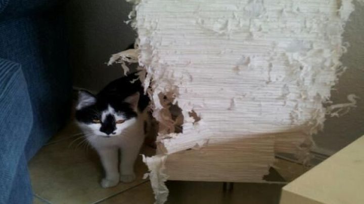 Ein besch&auml;digter Lampenschirm steht in einem Wohnraum, w&auml;hrend eine Katze neugierig daneben steht und das Chaos beobachtet.