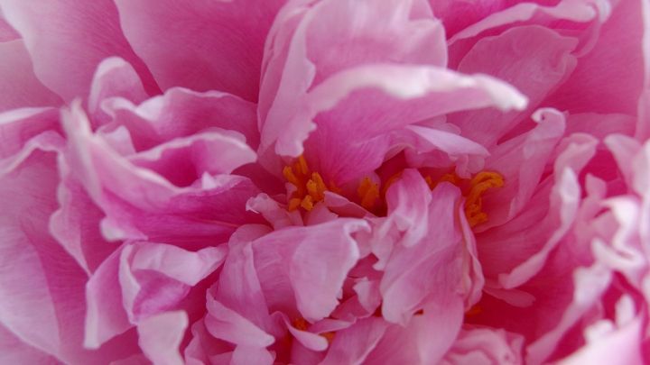Eine rosa Bl&uuml;te entfaltet ihre &uuml;ppigen Bl&uuml;tenbl&auml;tter, um Bl&uuml;tenstaub freizusetzen und Insekten anzulocken.