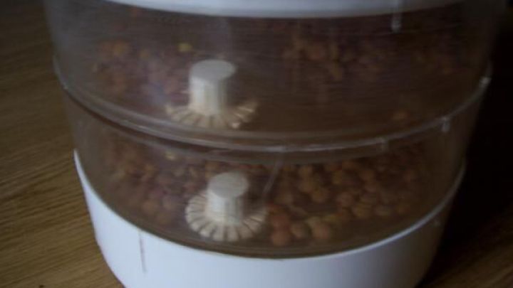 Ein Sprossenglas voller Keimsprossen steht auf einem Holztisch, bereit zur preisg&uuml;nstigen Aufzucht in mehreren Etagen.