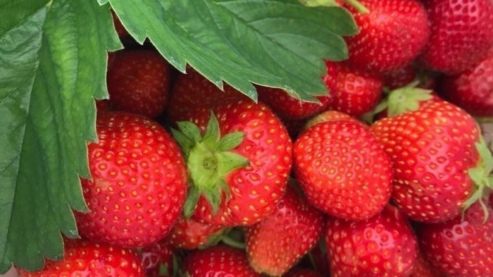 Saftige, rote Erdbeeren liegen in einer wei&szlig;en Sch&uuml;ssel, umgeben von gro&szlig;en, frischen Bl&auml;ttern, die gesund abnehmen f&ouml;rdern.