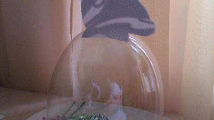 Eine DIY-Glocke aus einer PET-Flasche bedeckt gr&uuml;ne Schokoladeneier auf einem Teller mit Blumenmotiv vor Vorh&auml;ngen.