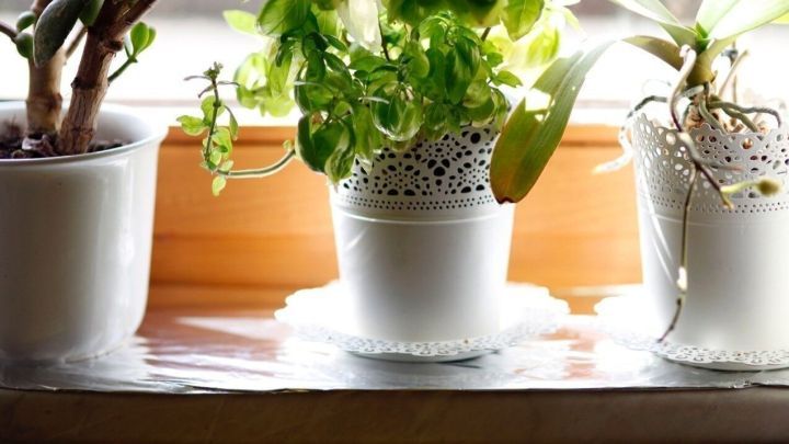 Zimmerpflanzen stehen auf der Fensterbank, die Sonne erhellt ihre gr&uuml;nen Bl&auml;tter in wei&szlig;en T&ouml;pfen.