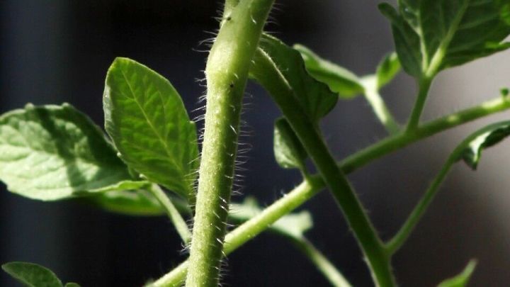 Eine gr&uuml;ne Pflanze mit einer st&auml;mmigen Struktur steht im Sonnenlicht und pr&auml;sentiert gesunde Bl&auml;tter, ideal gegen Trauerm&uuml;cken.
