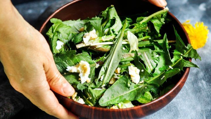 Eine Schale mit Fr&uuml;hlingssalat, bestehend aus frischen L&ouml;wenzahnbl&auml;ttern, wird von H&auml;nden gehalten, auf einem dunklen Untergrund.