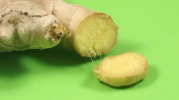 Eine geschnittene Ingwerknolle liegt auf einem gr&uuml;nen Hintergrund, w&auml;hrend eine Scheibe daneben platziert ist.