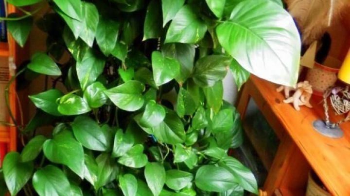 Pflanze mit &uuml;ppigem Blattwerk w&auml;chst in einem wohnlichen Innenraum neben einem Holzschrank und einer Lampe.