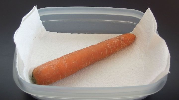 Eine M&ouml;hre liegt auf einem Papiertuch in einem Plastikbeh&auml;lter, um frisch im K&uuml;hlschrank gelagert zu werden.