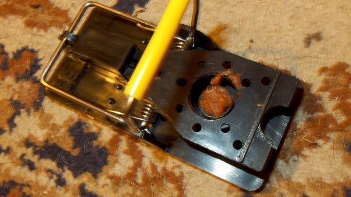 Eine Mausefalle mit Erdnussbutter wird auf einem Teppich vorbereitet, um Ratten zu fangen.