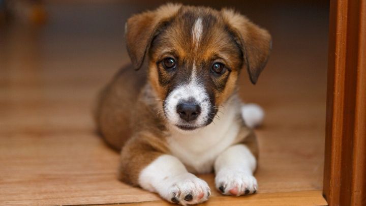 Ein kleiner Hund liegt entspannt auf dem Holzboden und genie&szlig;t die Ruhe in einer gem&uuml;tlichen Wohnung.